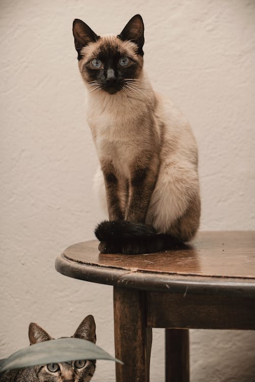 Brown Cat Sitting on a Wooden Table