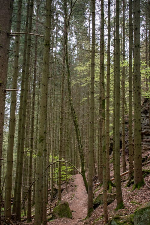 Tall Trees in a Forest