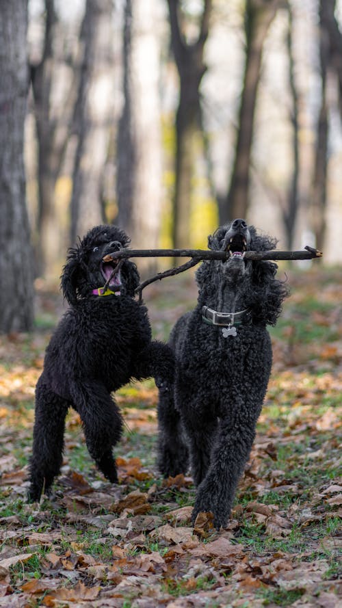 Black Dogs Biting Brown Tree Branch