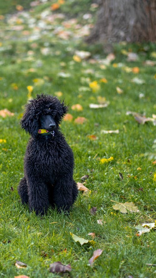 Black Poodle Sitting on Grass