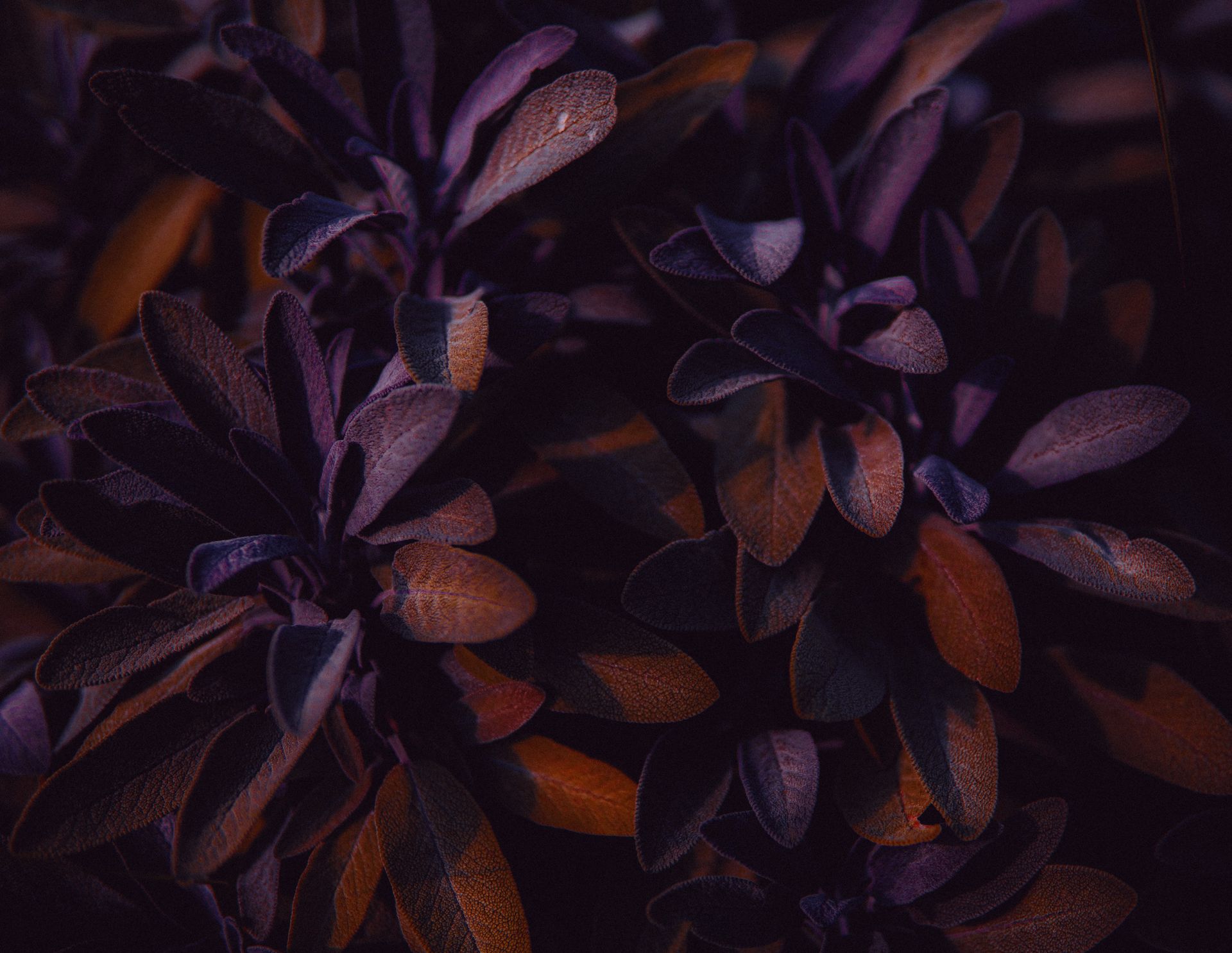 Leaves of Purple Sage Plant