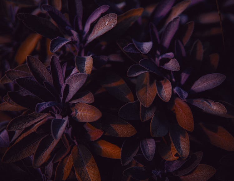 Leaves Of Purple Sage Plant