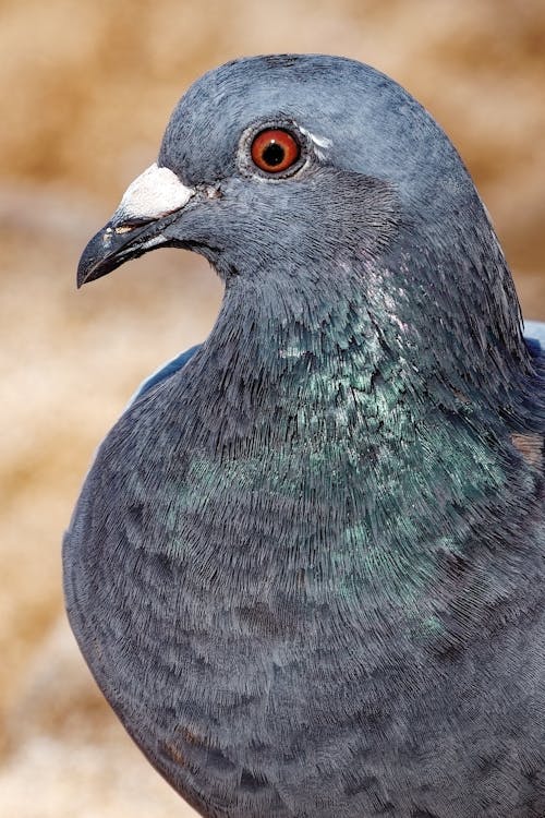 Kostenloses Stock Foto zu federn, geflügel, grau