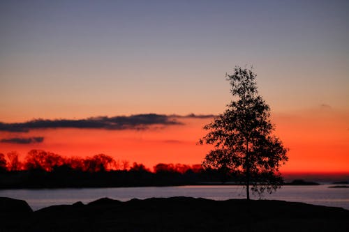 Fotobanka s bezplatnými fotkami na tému strom, svitanie, východ slnka