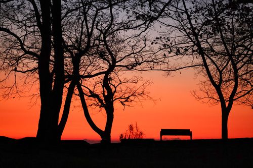 Free Beautiful sunset silhouette of bare trees and a bench in Stamford, CT. Stock Photo