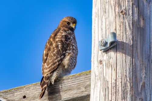 Free A focused shot of a hawk resting on a wooden post against a clear blue sky. Stock Photo