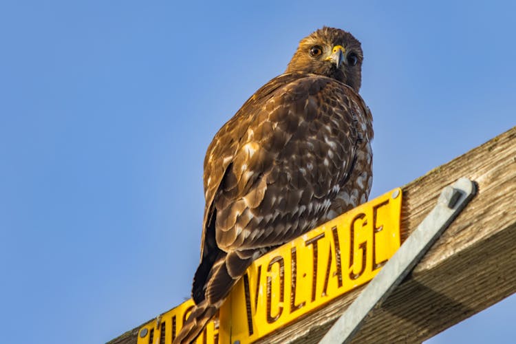 Falcon Perching On Plank