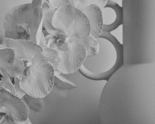 Black and White Photo of Orchids and a Ceramic Vase