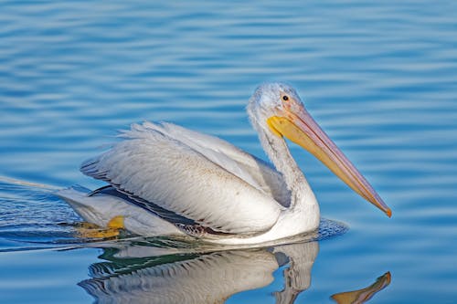 Close-Up Photo of an American White Pelican