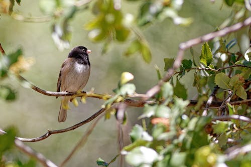 Close-up of Bird Sitting on Green Tree Branch
