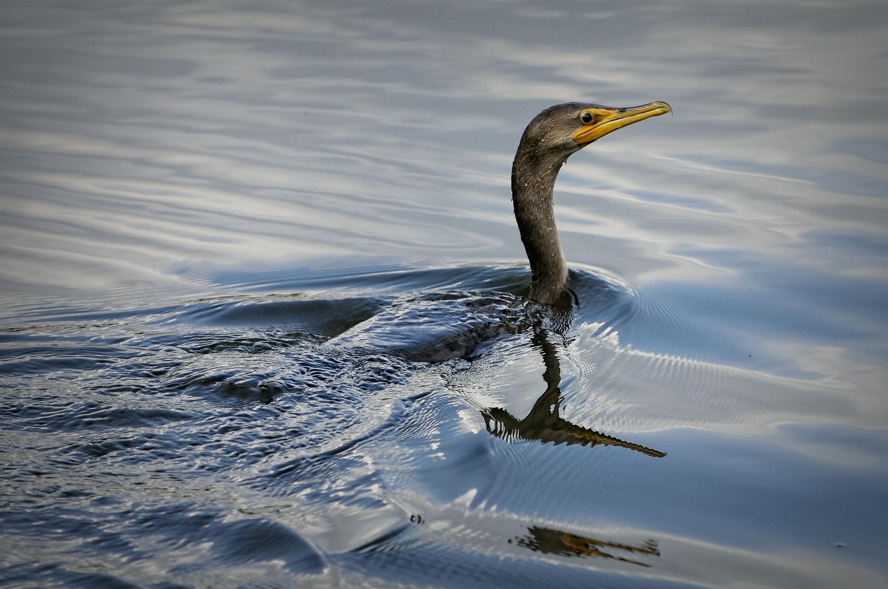 Double Crested Cormorant Swimming on Water · Free Stock Photo