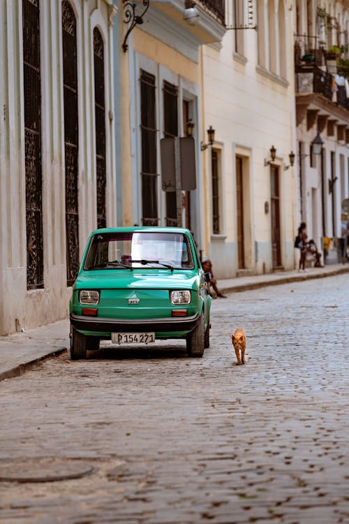 Photo of a Cat Near a Green Vintage Car