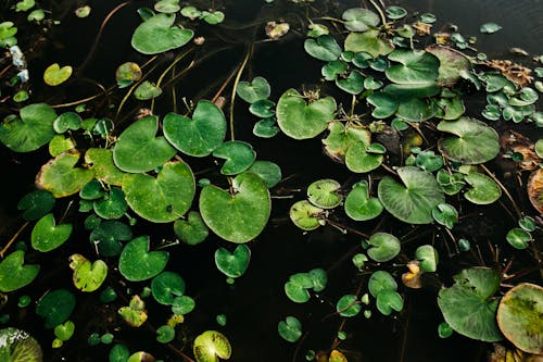 Foto profissional grátis de acima da água, água, aquatic plant