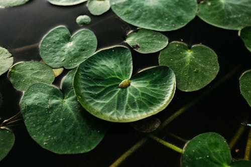 Foto profissional grátis de almofadas de lírio, aquatic plant, corpo d'água