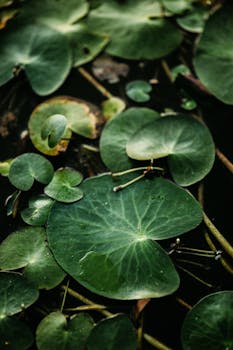 Close-up of green lily pads on a tranquil pond, showcasing aquatic flora.