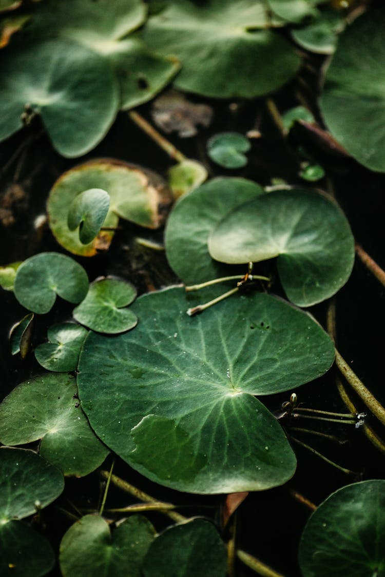 Green Leaf Plant With Water Droplets