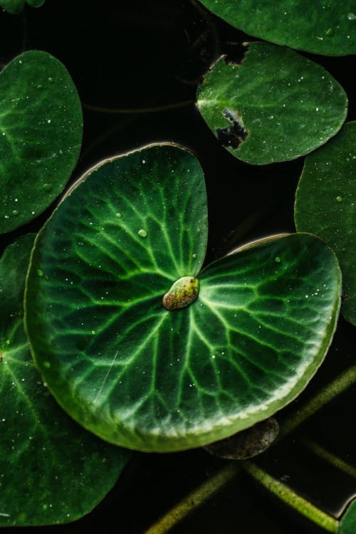 Foto profissional grátis de aquatic plant, ecológico, fechar-se