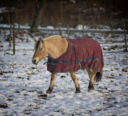 at, kar, kış içeren Ücretsiz stok fotoğraf