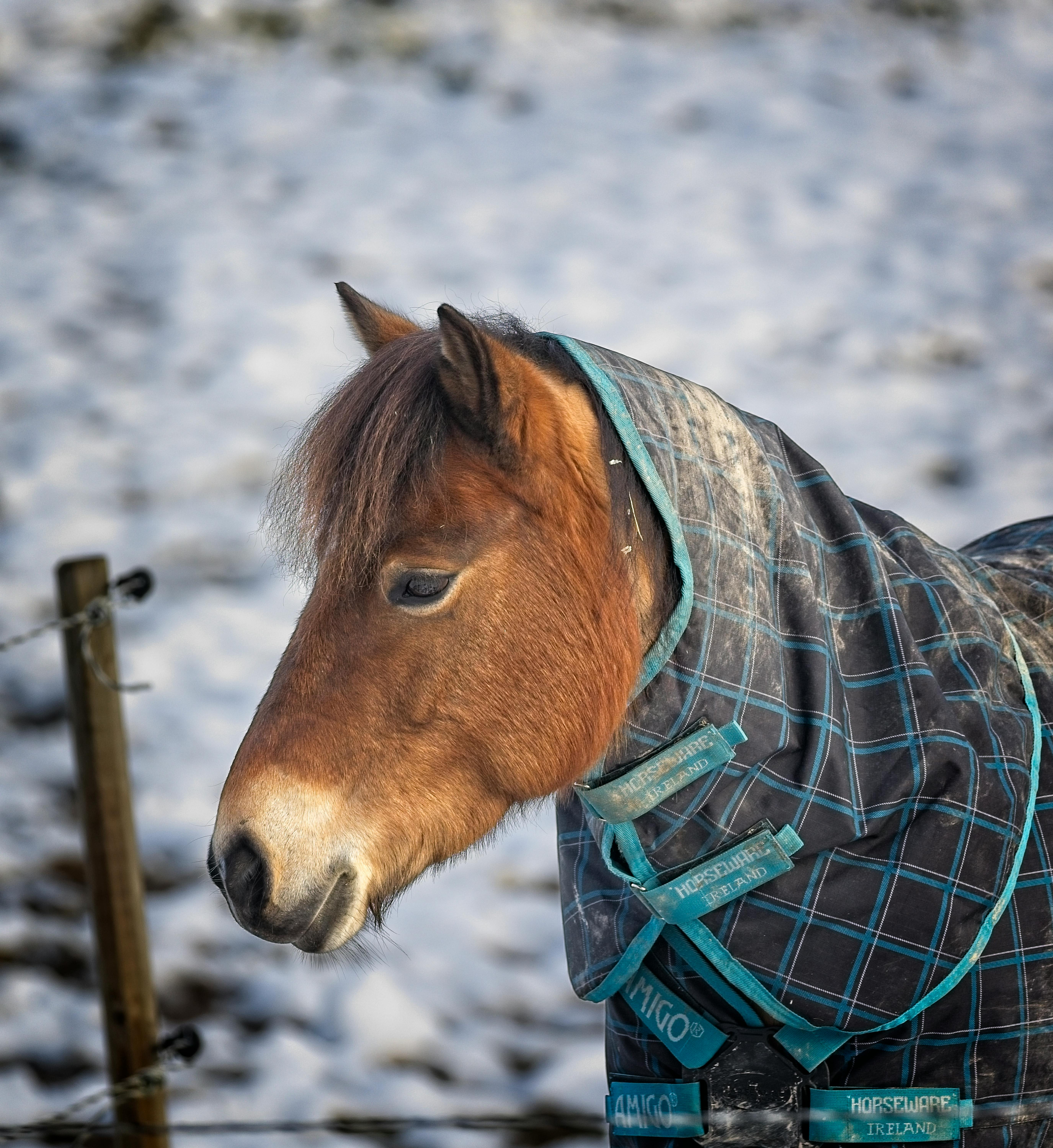 A charming Icelandic horse wearing a winter coat in the snowy landscape of Ludvika, Sweden.