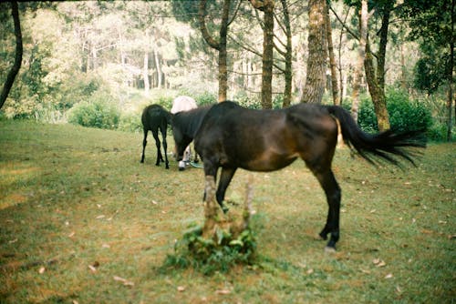 Darmowe zdjęcie z galerii z czarny koń, film 35 mm, film analogowy