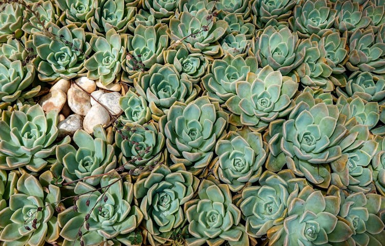 Green Succulent Plants