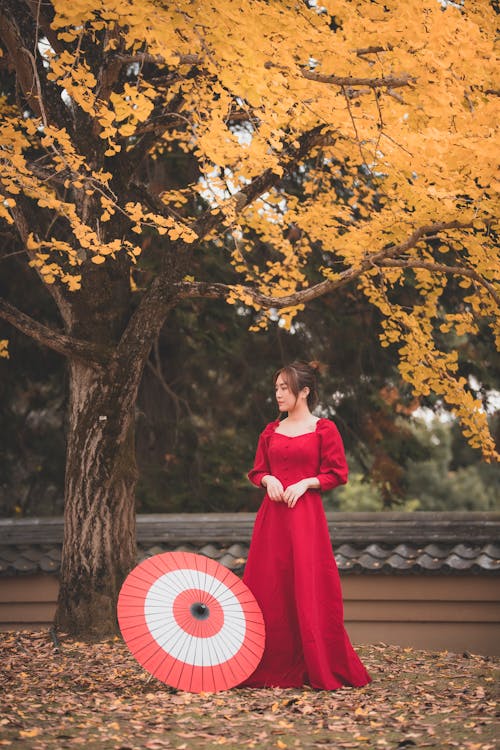 Fotos de stock gratuitas de árbol de otoño, árbol grande, maqueta