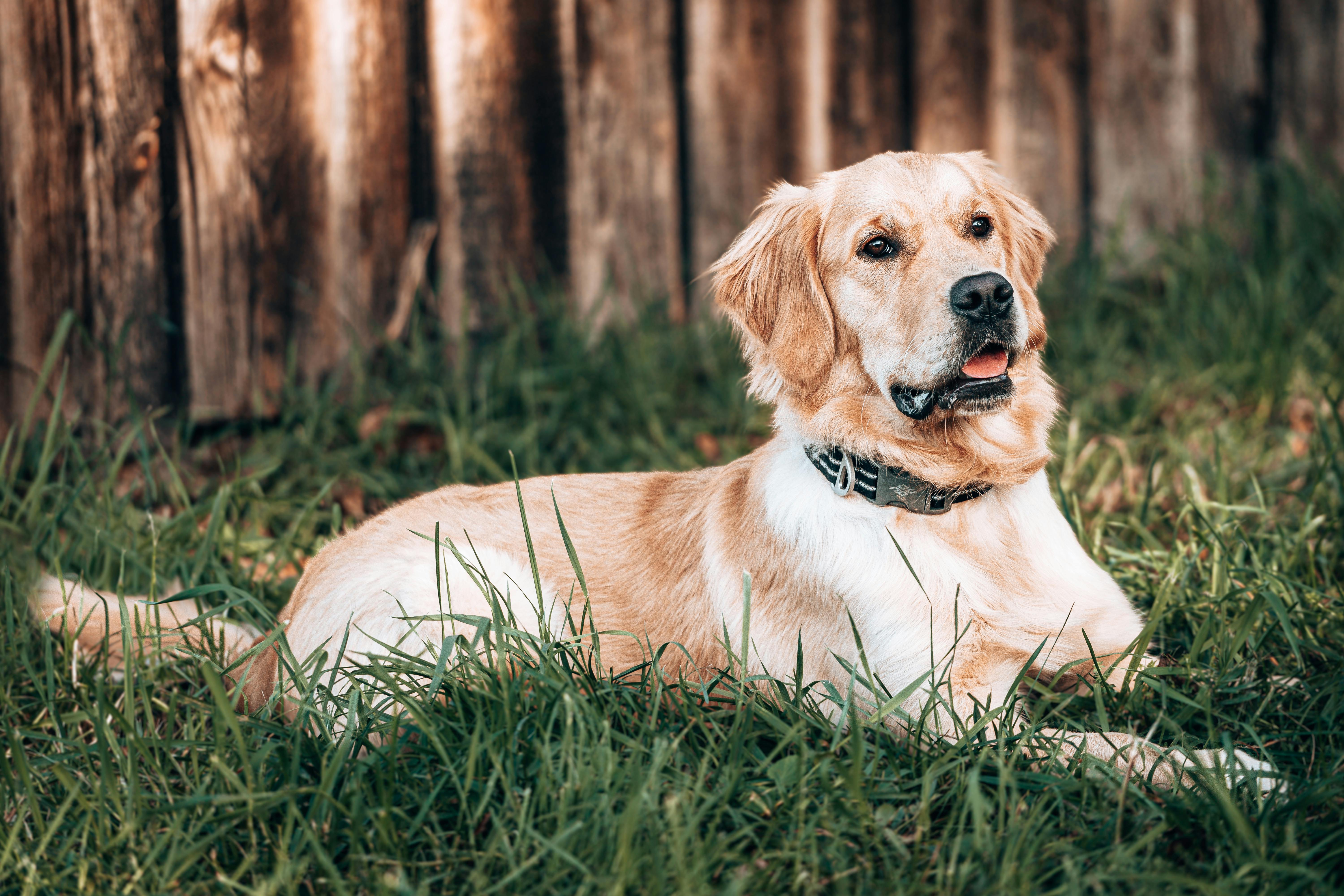 Close-Up Shot of a Golden Retriever Dog Lying on Green Grass · Free Stock  Photo