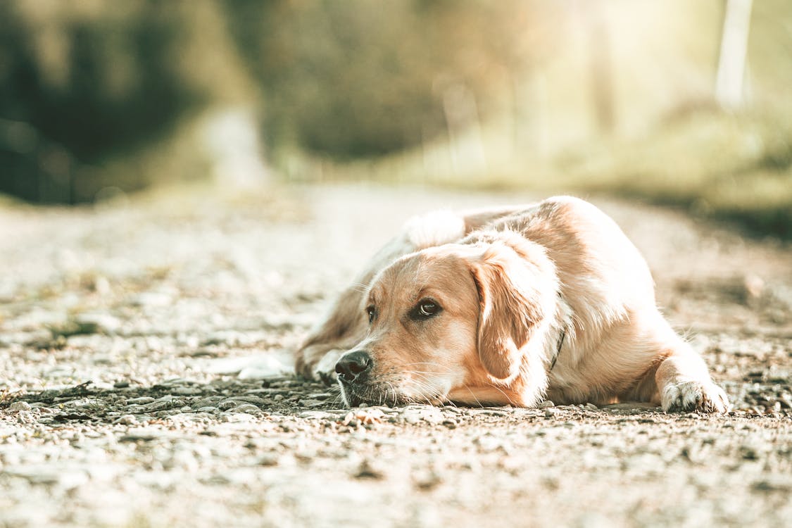 Close-Up Shot of a Golden Retriever Dog Lying on the Ground
