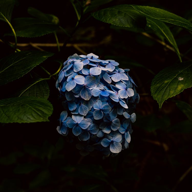 Close Up Photo Of Blue Hydrangeas