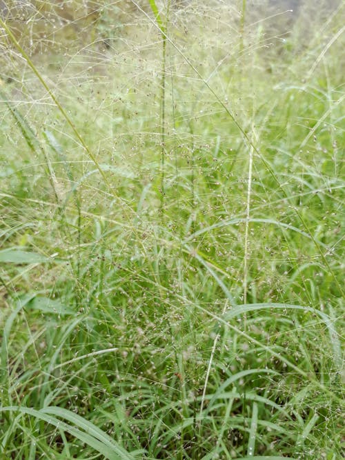 Fotos de stock gratuitas de césped, detalles, planta