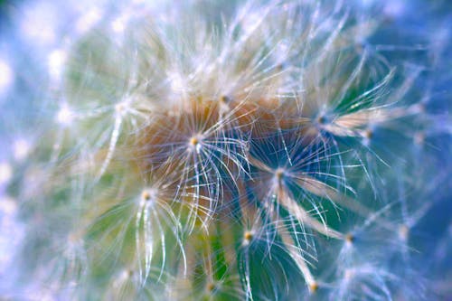 Free White Dandelion Flower Stock Photo