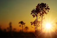 夕阳映照下，野花的轮廓在天空中显得充满活力，风景优美