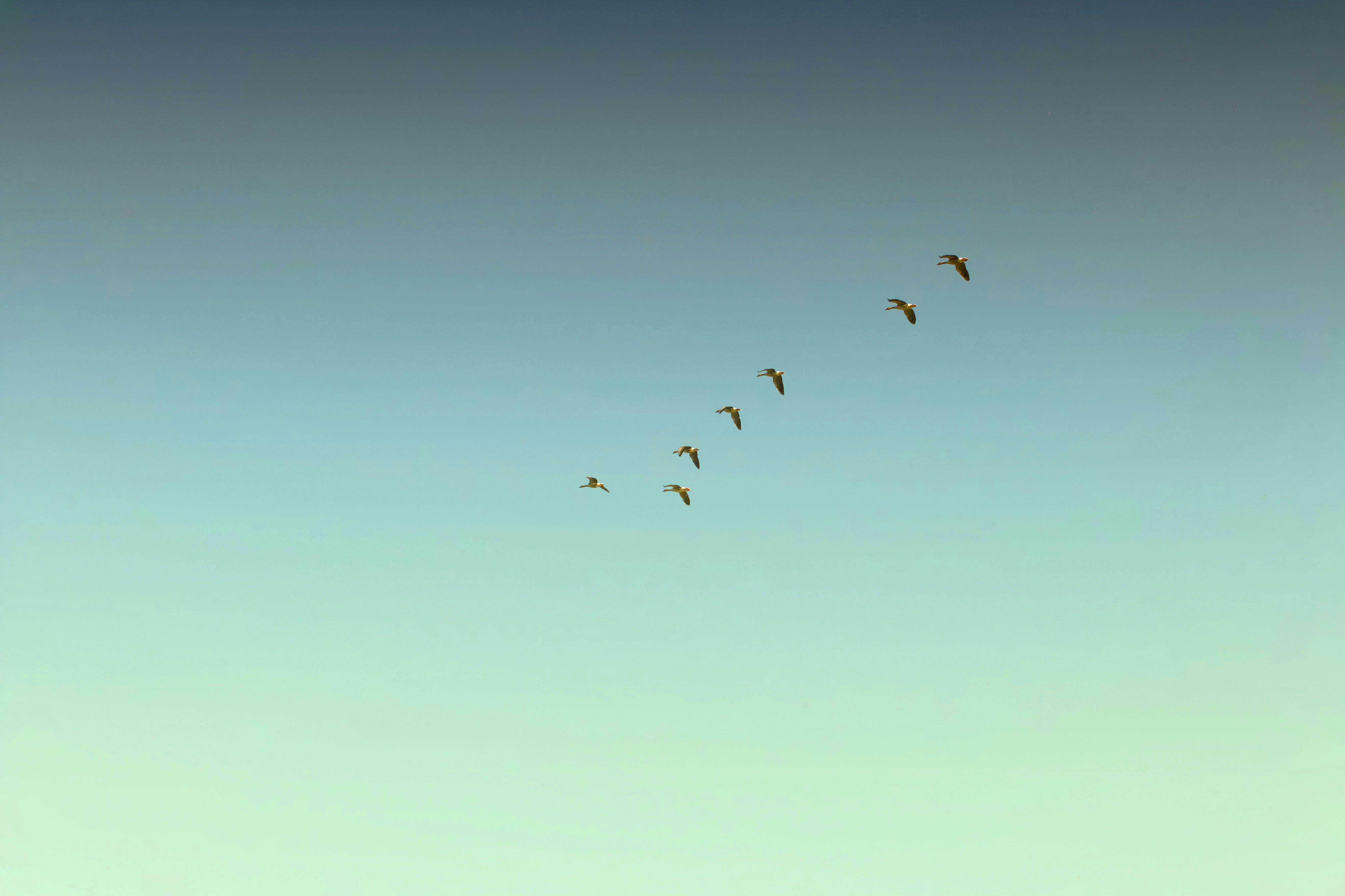 Photo of Birds Flying in the Sky · Free Stock Photo