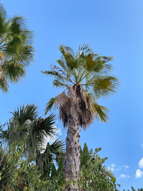Palm tree in Portugal, blue sky