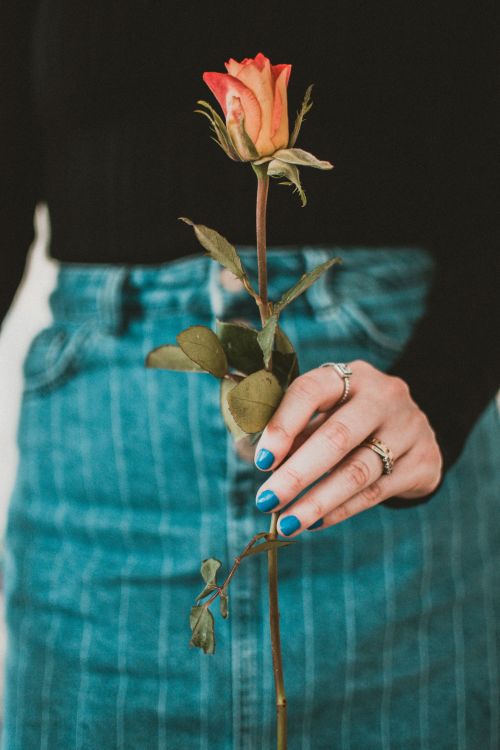 Free Close-up of a hand holding a single rose with blue nails, showcasing fashion and flora. Stock Photo