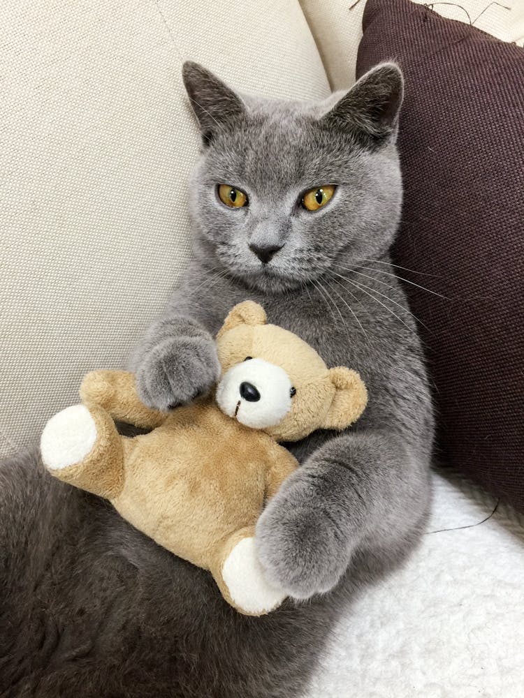 A Cute Cat  With Plush Toy Sitting On The Couch