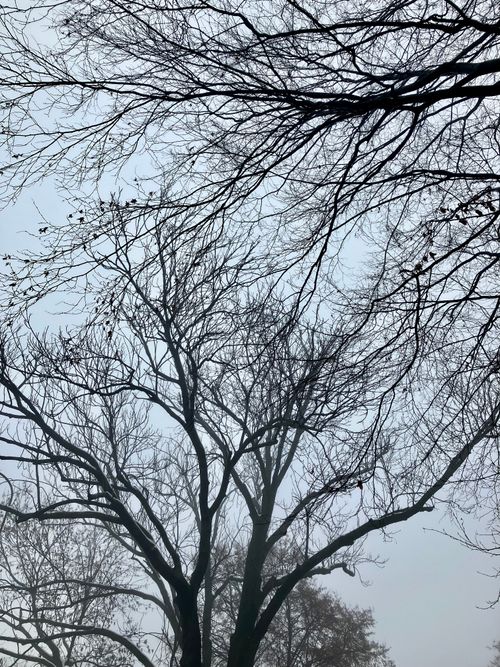 Free Leafless trees against a misty winter sky in Lublin, Poland. Stock Photo