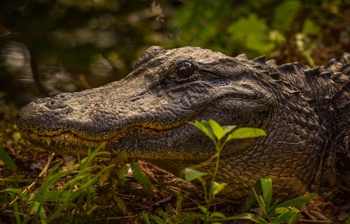 Gratis stockfoto met alligator, dierenkop, Gevaar