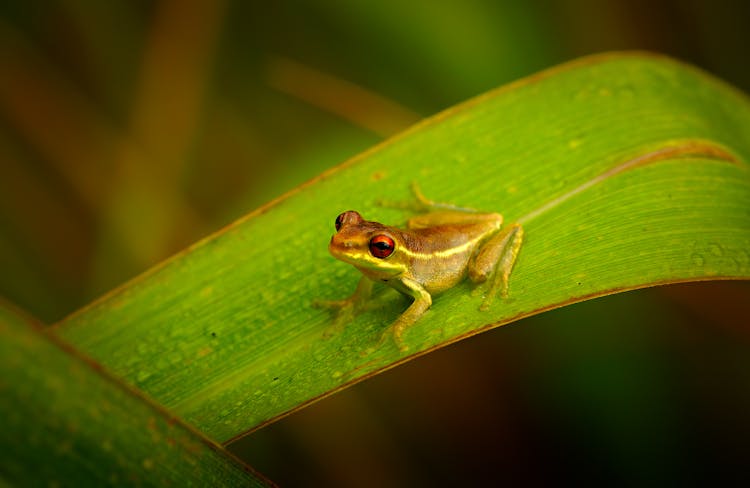 Frog On Leaf