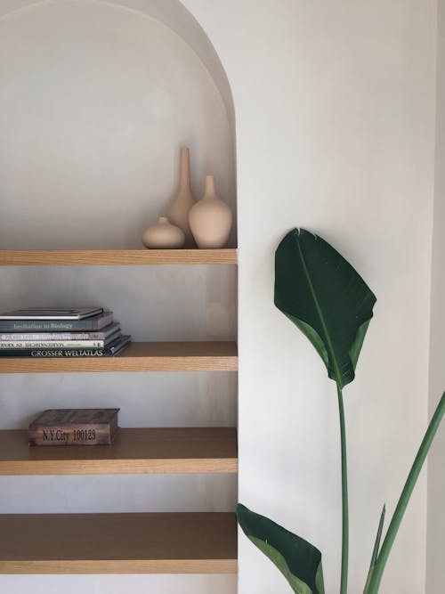 Plant near Shelves with Vases and Books