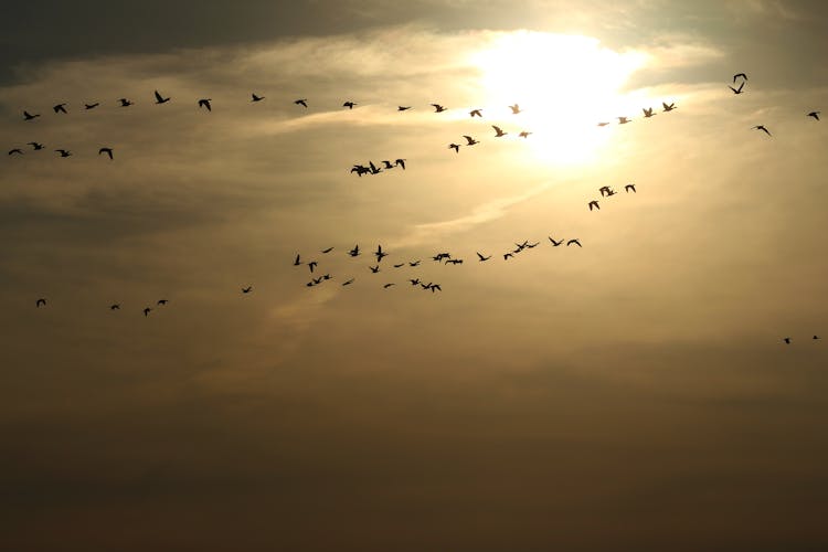 Flock Of Birds Flying During Sunrise