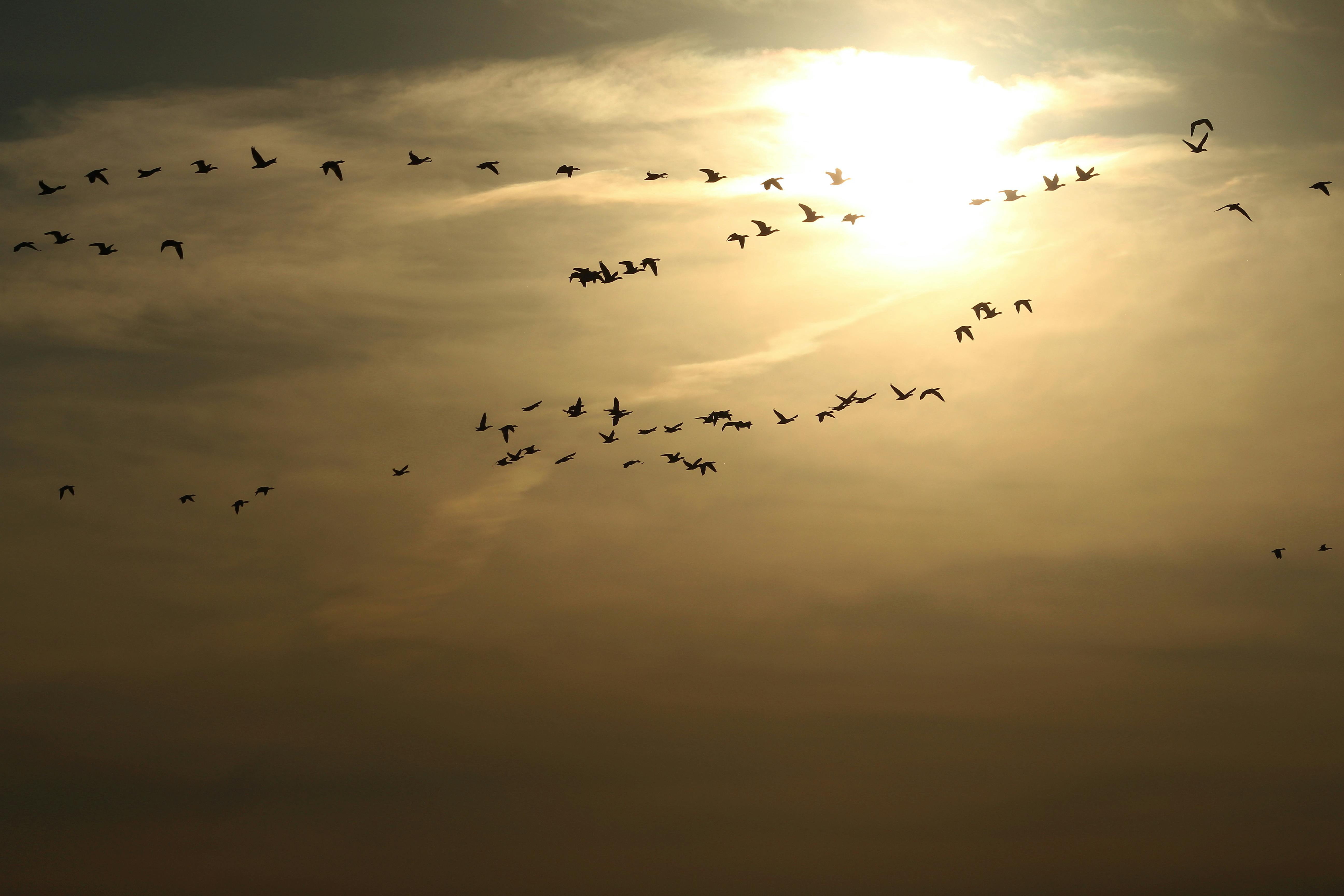 Flock of Birds Flying During Sunrise · Free Stock Photo