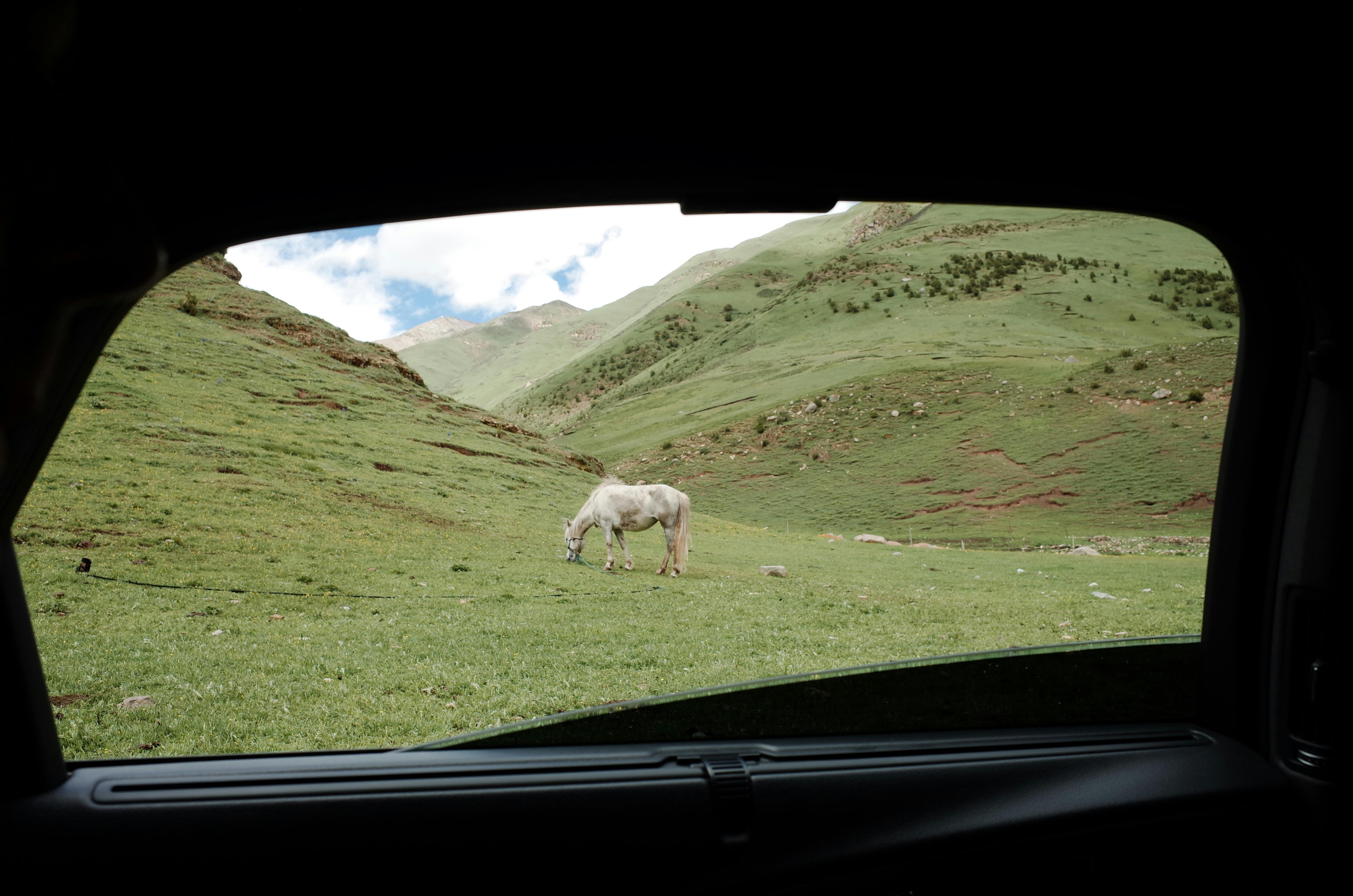 White horse grazing in lush green meadow framed by car window, with hills and blue sky.