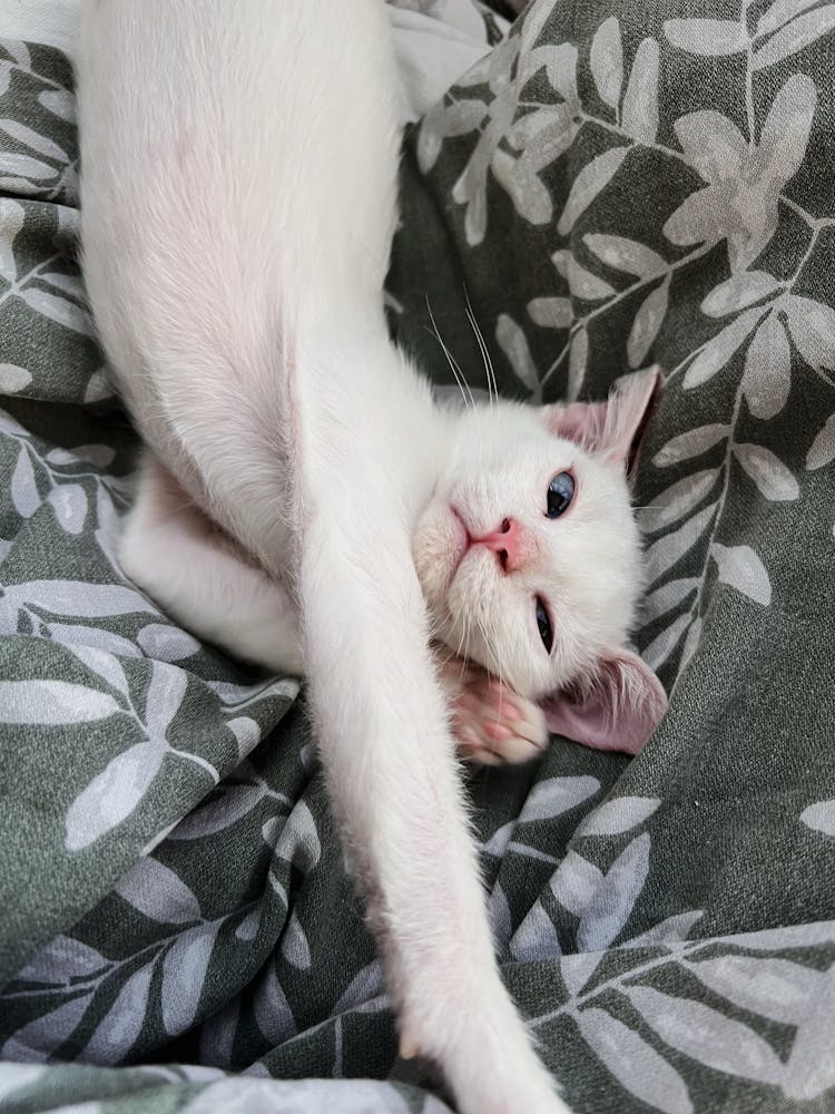 White Cat Stretching In Bedsheets 