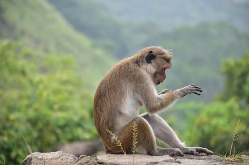 Close-Up Shot of a Brown Monkey Sitting on Concrete Surface