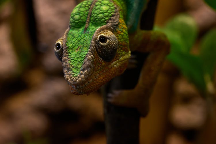 Close-Up Photograph Of A Panther Chameleon