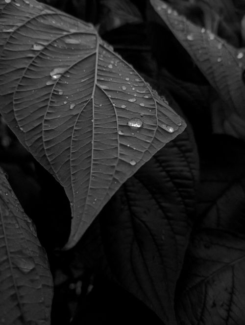 Free Detailed close-up of leaves with water droplets, emphasizing texture in grayscale. Stock Photo
