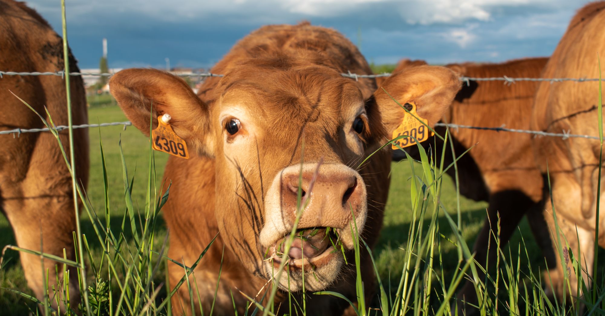 Tyson Closes Nebraska Beef Plant, Cuts Texas Shift as U.S. Cattle Supply Hits 75-Year Low
