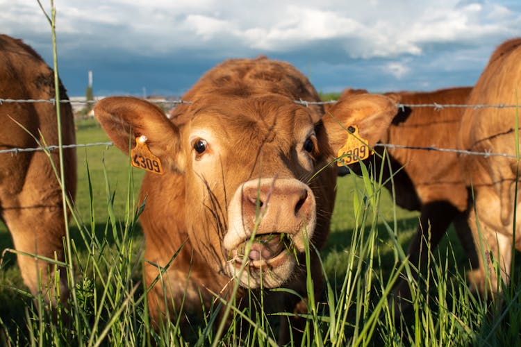 Brown Cow With Ear Tags