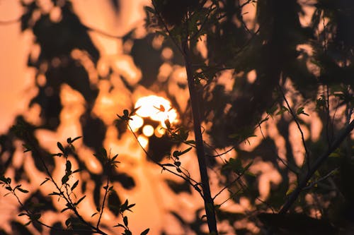 Free Tree Branches During Sunset Stock Photo